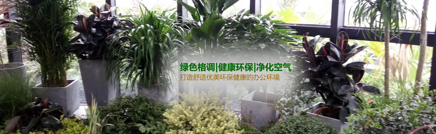 辦公室綠植租賃平臺